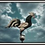 Crowing To The Wind