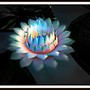 Moon Lotus Wind