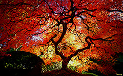 Japanese Maple