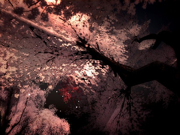 SAKURA 2011