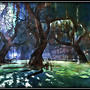 Swamp Under the Moonlight