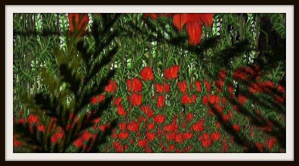 Poppies 2