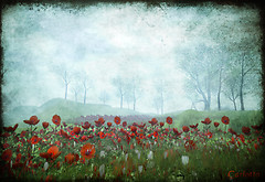 Red Poppy Morning