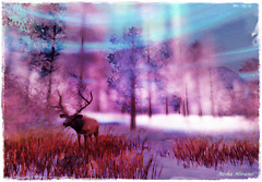 Reindeer