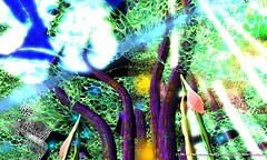 Midsummer Night's Dream