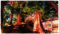 Lost in the Woods