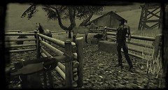 near the horses
