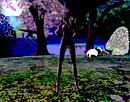 peacock, panda and me