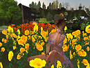 Teal With Her Poppies - InWorldz