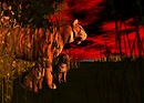 Tigers at Dawn - InWorldz
