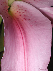 Evocative