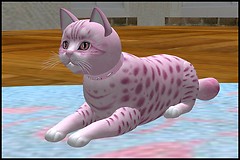 First Fancy Cat On The Grid