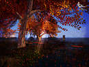 twilight shine