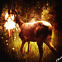 The lovely deer