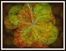 Copper Beech