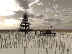 Lonely tree - lizzy.ames