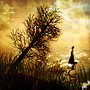 The fallen tree
