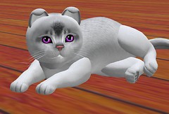 My New Aby Silver Black Kitten