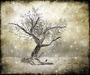*Winter Magic*
