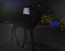 My Pet