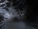 Cadenza 4