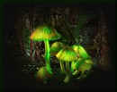 Green Mushrooms