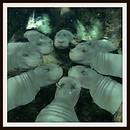 A Conference of Hippos