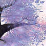 SAKURA 2012