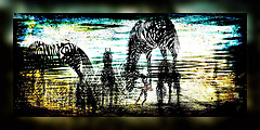 Zebra Dance