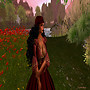 Poppy Fields
