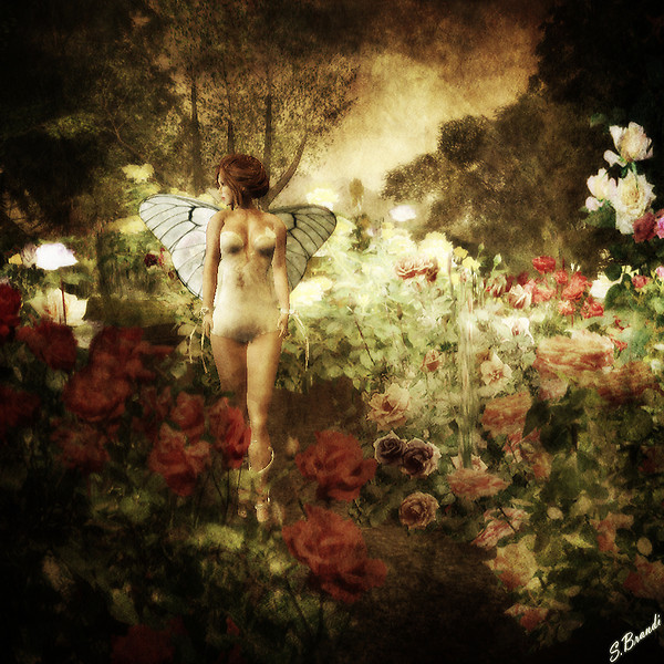 The garden of roses