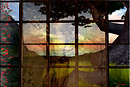 Lady in the Window