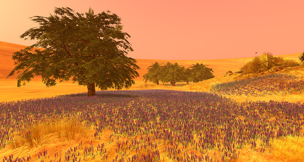 Grassland I