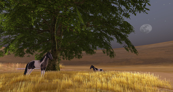 Wild horses in moonlight