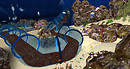 Splash Aquatics