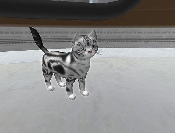 A solemn little kitty.