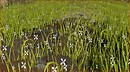 Unedited Grass