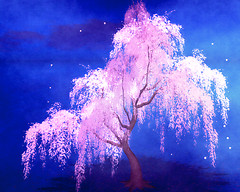 Cherry Blossoms in 2012