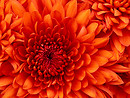 my fave flower