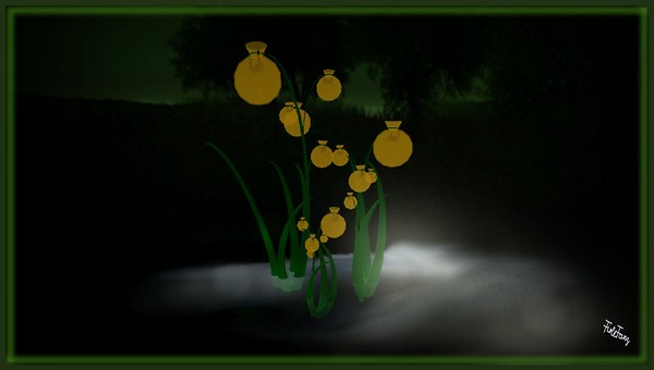 BalloonFlowers