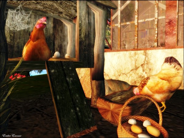 Hen Pecked