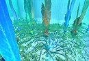 More sea life.