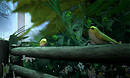 Two Little Birds