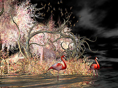 Flamingoes