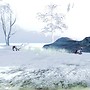 Resting Reindeer
