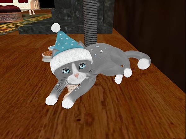 What Teacup Cat?