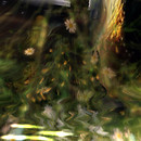 Snapshot _ Vallacia - Home to the Order of , Vallacia (35, 22,