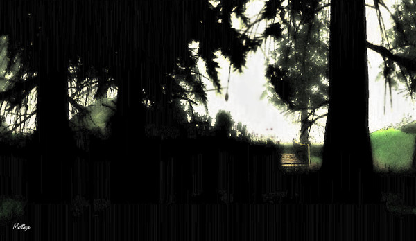The edge of the woods