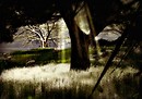 3D Landscape - Tree Shades