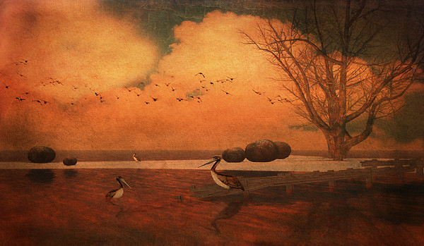 The Pelicans